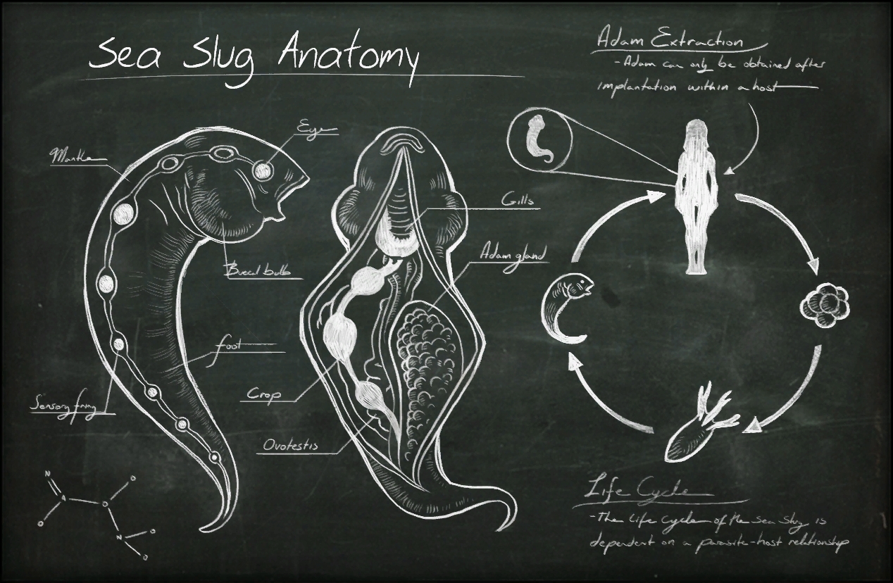 Anatomía de la babosa de mar.